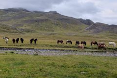 Part of the herd of Icelandic horses at Gröff