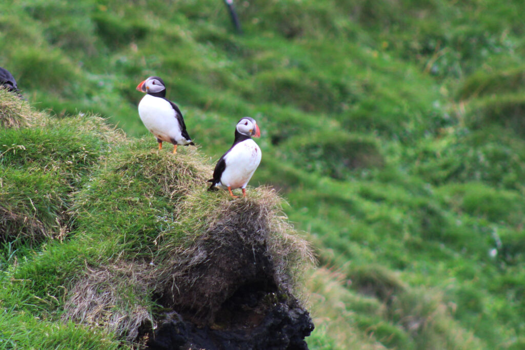 Two adult puffins standing on a grass-covered rock