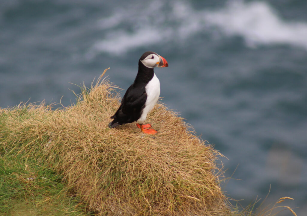 Adult Puffin sitting on a patch of grass on a cliff
