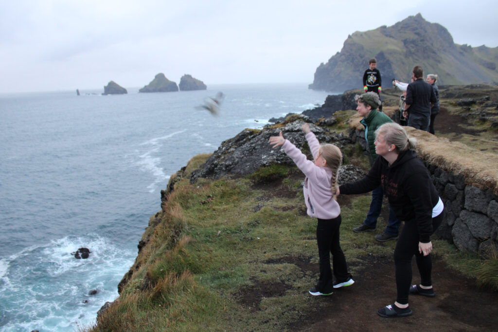 A child releasing a rescued puffling by throwing it in the air at the top of a tall cliff